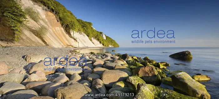 : Chalk cliffs and boulders on the Baltic Sea in spring : Chalk cliffs and boulders on the Baltic Sea in spring
