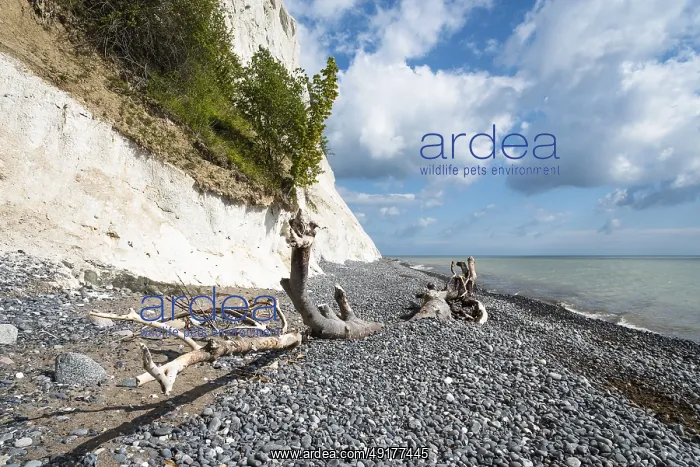 : Chalk cliffs, chalk, cliffs, sea : Chalk cliffs, chalk, cliffs, sea