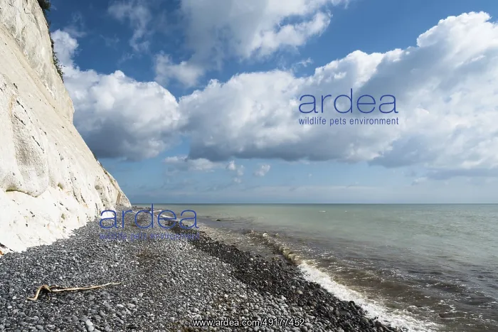 : Chalk cliffs, chalk, cliffs, sea : Chalk cliffs, chalk, cliffs, sea