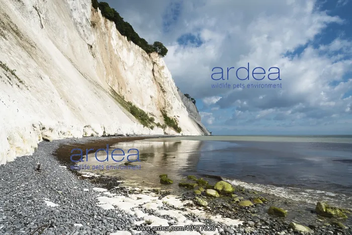 : Chalk cliffs, chalk, cliffs, sea : Chalk cliffs, chalk, cliffs, sea