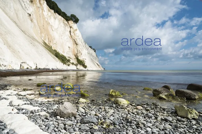 : Chalk cliffs, chalk, cliffs, sea : Chalk cliffs, chalk, cliffs, sea