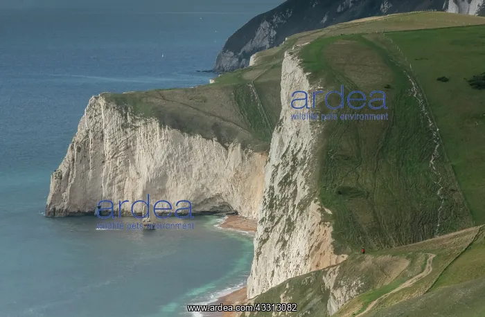 : Chalk cliffs and downs west of Lulworth, looking : Chalk cliffs and downs west of Lulworth, looking