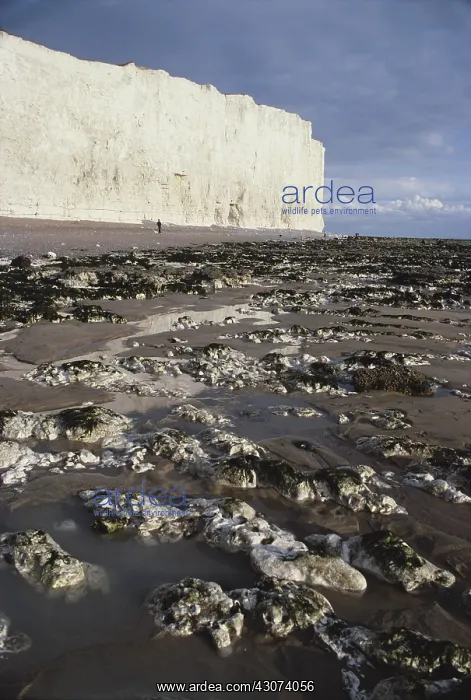: Chalk Cliffs, England : Chalk Cliffs, England