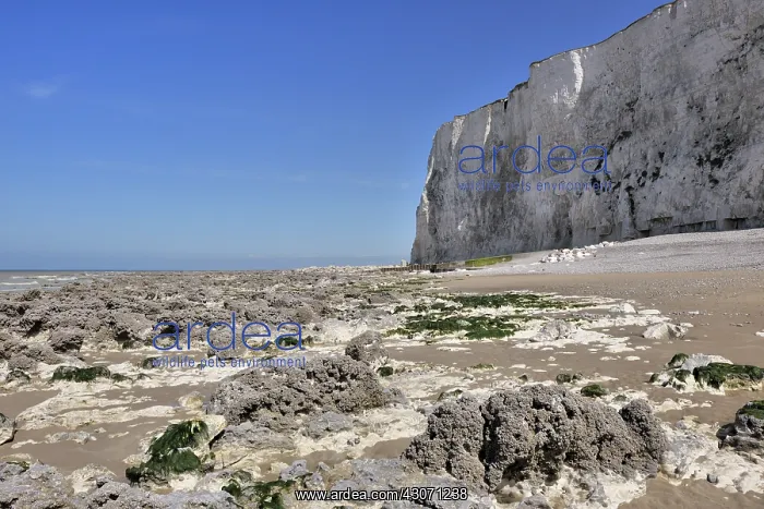 : Chalk cliffs along the French coast : Chalk cliffs along the French coast