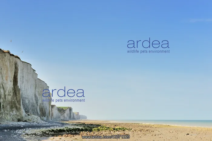 : Chalk cliffs along the French coast with two Gulls flying ab : Chalk cliffs along the French coast with two Gulls flying ab