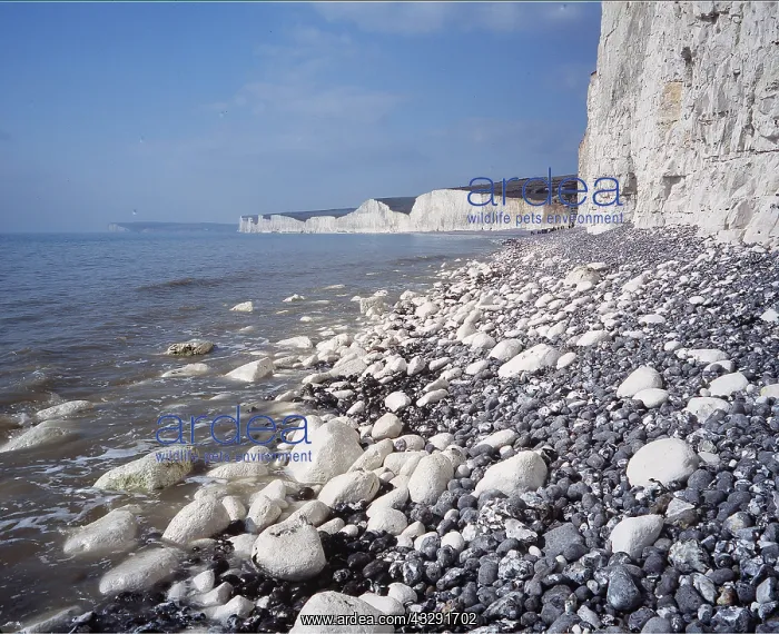 : CHALK CLIFFS -looking towards Seven Sisters white : CHALK CLIFFS -looking towards Seven Sisters white