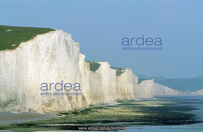 : Chalk Cliffs - Seven Sisters at mouth of Cuckmere River : Chalk Cliffs - Seven Sisters at mouth of Cuckmere River