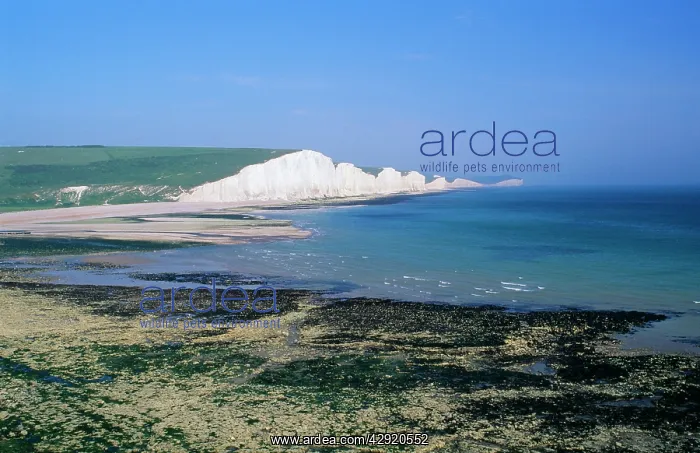: Chalk Cliffs - Seven Sisters at mouth of Cuckmere River : Chalk Cliffs - Seven Sisters at mouth of Cuckmere River