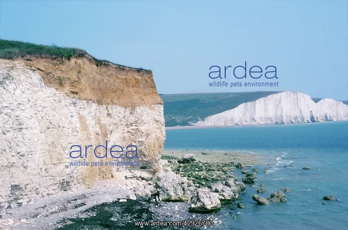 : CHALK CLIFFS, SUSSEX - Seven Sisters at mouth of : CHALK CLIFFS, SUSSEX - Seven Sisters at mouth of
