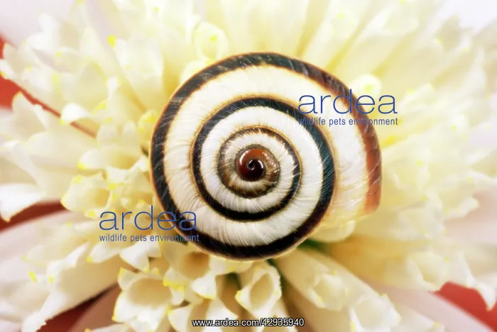 : Chalk Grassland Snail - UK : Chalk Grassland Snail - UK