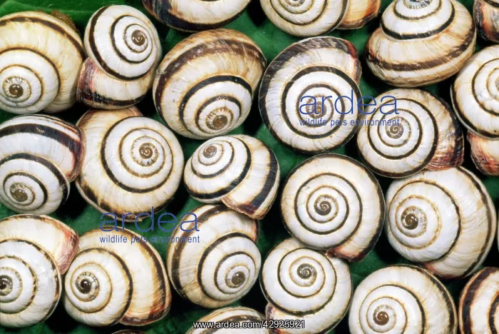 : Chalk Grassland Snails : Chalk Grassland Snails