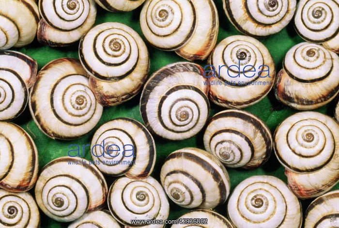 : CHALK GRASSLAND SNAILS - MASS : CHALK GRASSLAND SNAILS - MASS