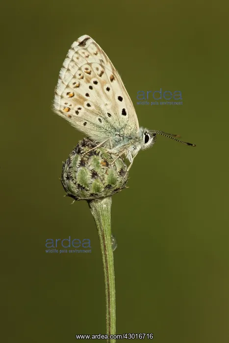  : Chalk Hill Blue Butterfly male July