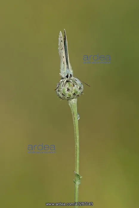 : Chalk Hill Blue Butterfly - male resting on wild : Chalk Hill Blue Butterfly - male resting on wild