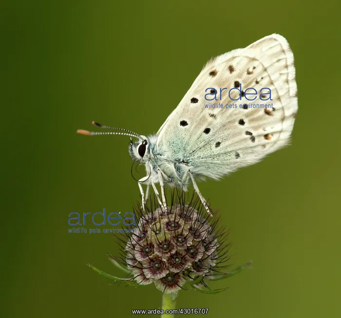 : Chalk Hill Blue Butterfly male resting on wildflower July : Chalk Hill Blue Butterfly male resting on wildflower July
