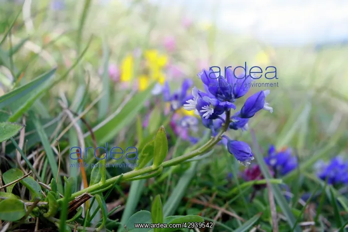 : Chalk Milkwort - growing on the chalk downland : Chalk Milkwort - growing on the chalk downland