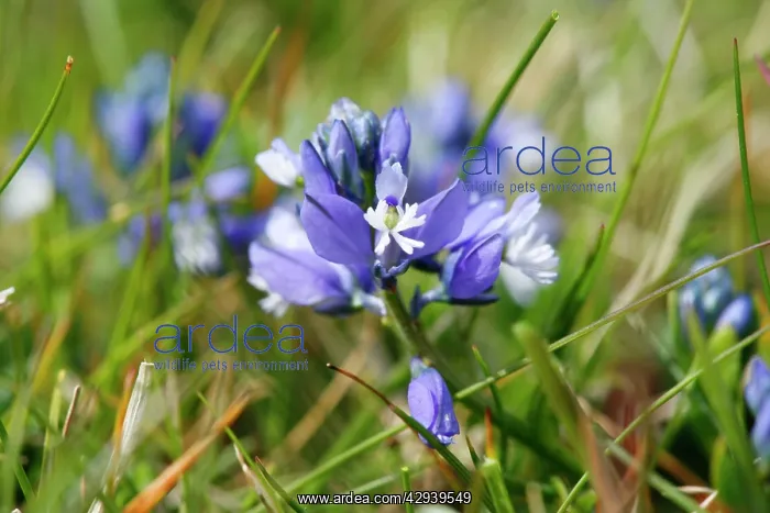 : Chalk Milkwort - growing on the chalk downland : Chalk Milkwort - growing on the chalk downland