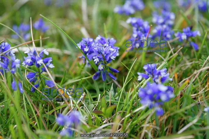: Chalk Milkwort - growing on the chalk downland : Chalk Milkwort - growing on the chalk downland
