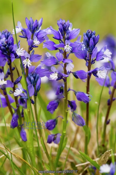 : Chalk Milkwort - in limestone grassland. Uncommon : Chalk Milkwort - in limestone grassland. Uncommon