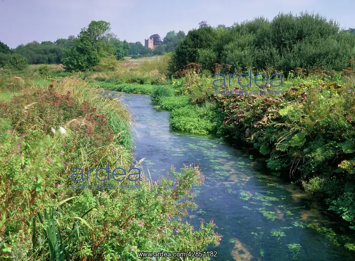 : Chalk STREAM : Chalk STREAM