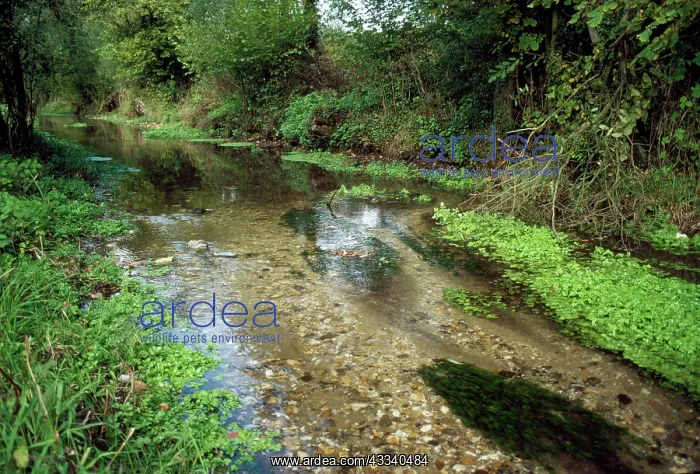 : Chalk Stream : Chalk Stream