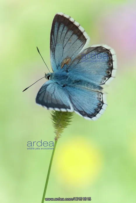 : Chalkhill Blue : Chalkhill Blue