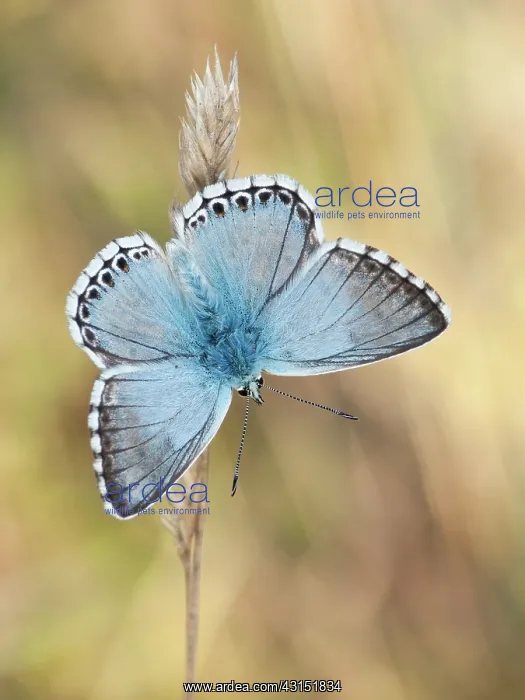 : Chalkhill Blue : Chalkhill Blue