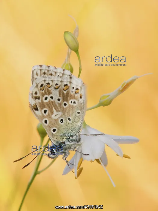 : Chalkhill Blue : Chalkhill Blue