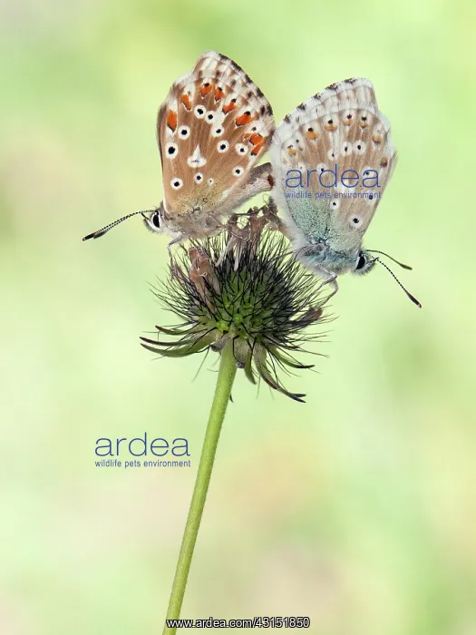 : Chalkhill Blue : Chalkhill Blue