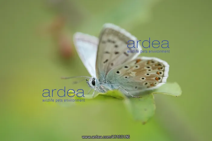 : Chalkhill Blue : Chalkhill Blue