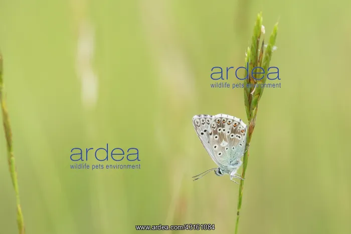: Chalkhill Blue : Chalkhill Blue
