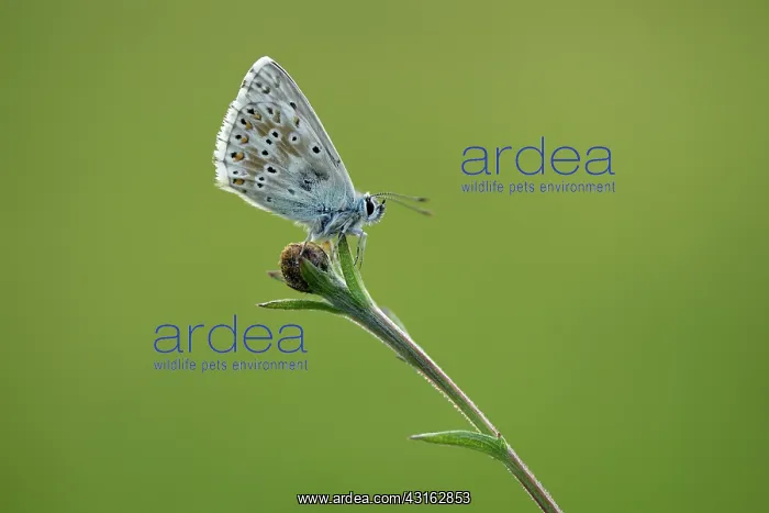 : Chalkhill Blue : Chalkhill Blue