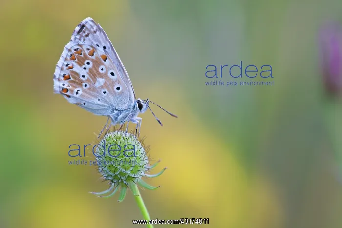 : Chalkhill Blue : Chalkhill Blue