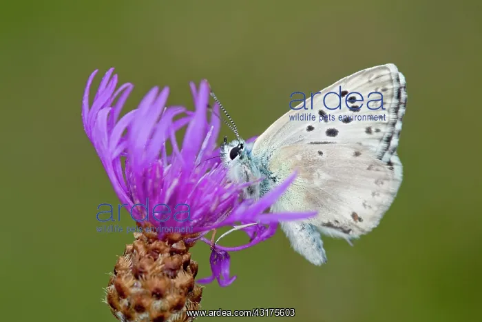 : Chalkhill Blue : Chalkhill Blue