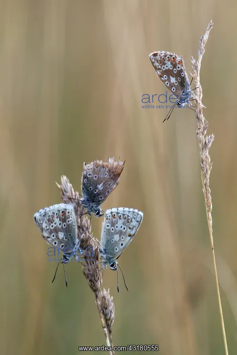 : Chalkhill Blue : Chalkhill Blue