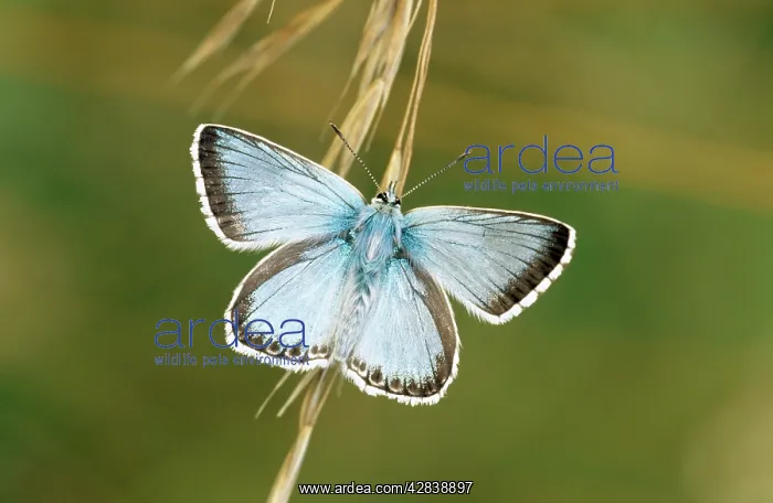 : Chalkhill Blue Butterfly : Chalkhill Blue Butterfly
