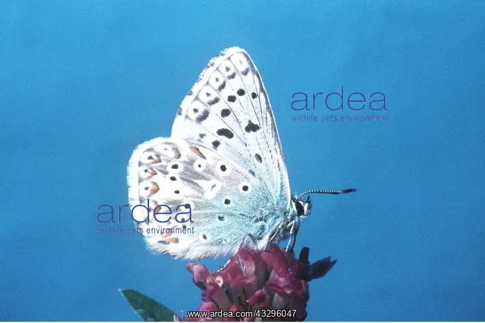 : Chalkhill Blue Butterfly - on flower : Chalkhill Blue Butterfly - on flower