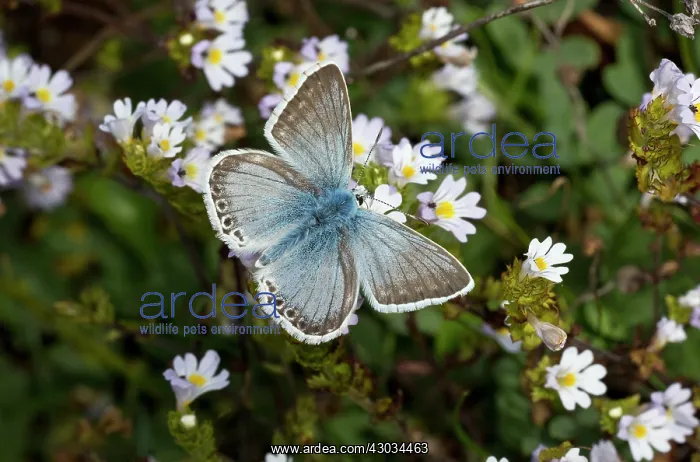: Chalkhill Blue Butterfly male on Eyebright Flowers : Chalkhill Blue Butterfly male on Eyebright Flowers