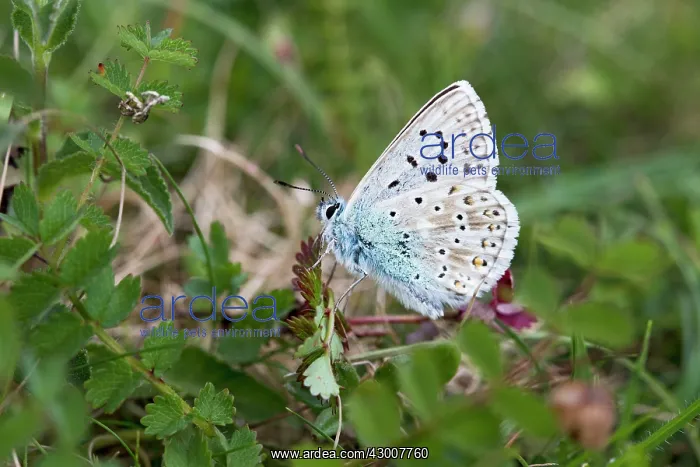: Chalkhill Blue Butterfly male Hertfordshire, UK 17217 : Chalkhill Blue Butterfly male Hertfordshire, UK 17217