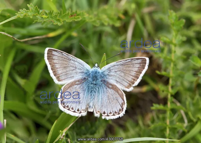  : Chalkhill Blue Butterfly male Hertfordshire, UK 17218