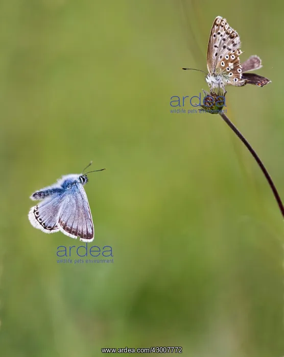 : Chalkhill Blue Butterfly pair in courtship Hertfordshire : Chalkhill Blue Butterfly pair in courtship Hertfordshire