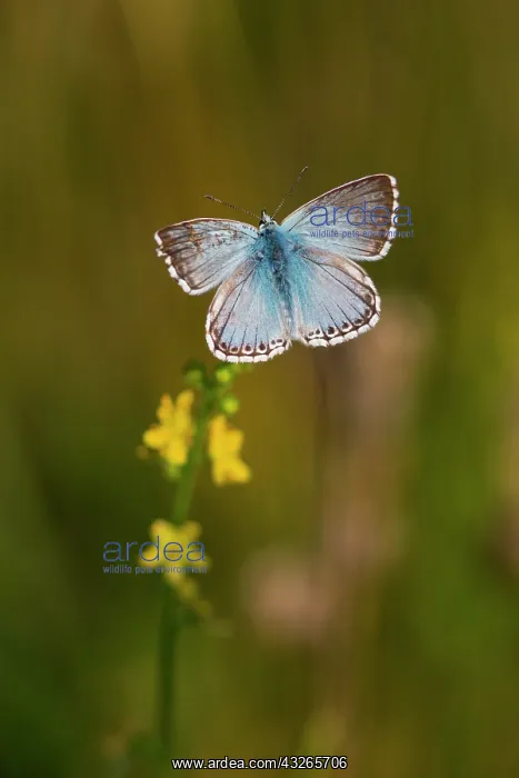 : Chalkhill Blue, butterfly resting on plant and warming : Chalkhill Blue, butterfly resting on plant and warming