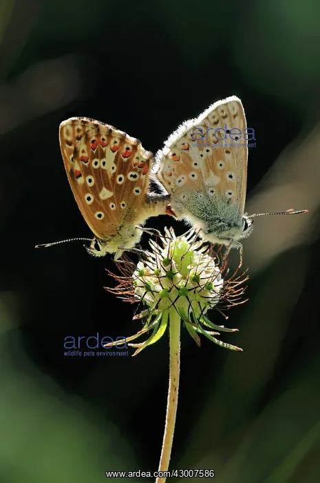 : Chalkhill Blue mating : Chalkhill Blue mating