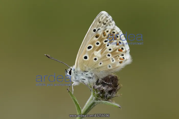 : Chalkhill Blue (Polyommatus coridon) resting on : Chalkhill Blue (Polyommatus coridon) resting on