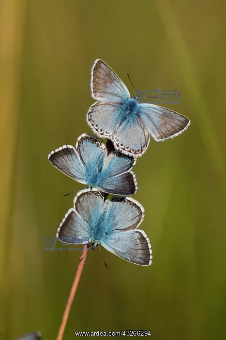 : Chalkhill Blue, three resting on plant stalk from : Chalkhill Blue, three resting on plant stalk from