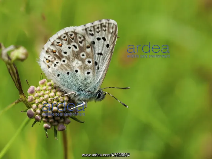: Chalkhill blue - underside on seed head - Barnack : Chalkhill blue - underside on seed head - Barnack