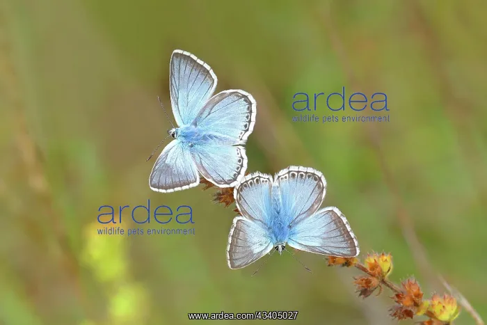  : Chalkhill blues (Lysandra coridon) Other animals