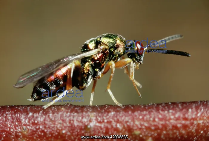  : CHALLID WASP