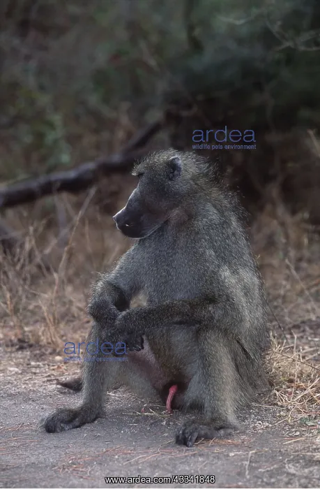 : CHAMA BABOON - sitting by path, showing penis : CHAMA BABOON - sitting by path, showing penis