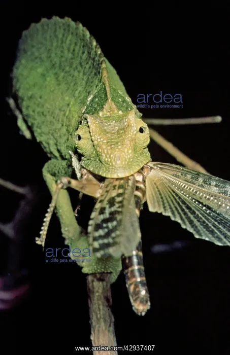 : Chamaeleon eating a locust : Chamaeleon eating a locust